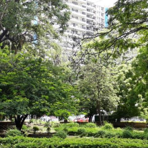 An urban jungle in Tanzania