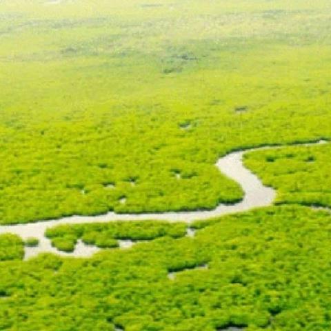 Mangrove Forest of Del Carmen