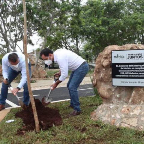Tree planting in Mérida