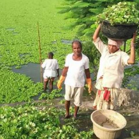 Safe re-use of the nutrients and organic matter contained in the aquatic weed material