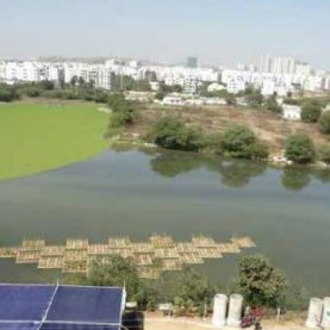 Floating treatment wetland technique being applied in the lake in which aquatic plants known to absorb pollutants are planted.