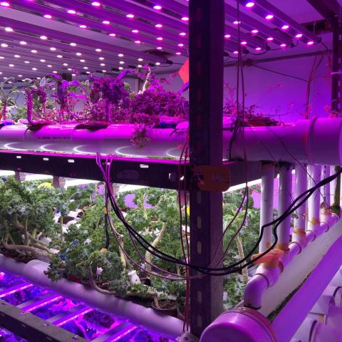 Pakistan's First Vertical Farm