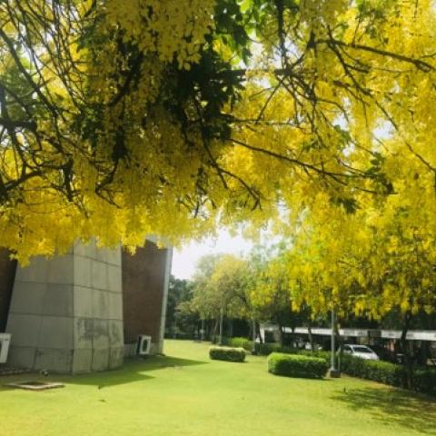 Flora of LUMS University
