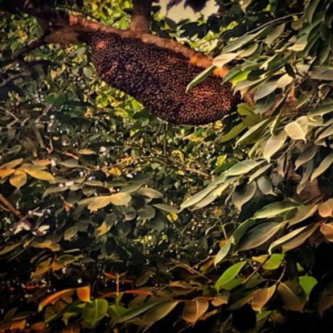 The campus is home to wild Honeybees such as Apis Florea