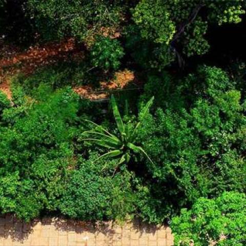 Areal view of the forest