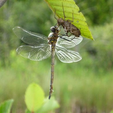 Dragon Fly, is a natural control for mosquitoes, as it shares breeding sites with mosquitoes and its larvae feed on mosquito larvae