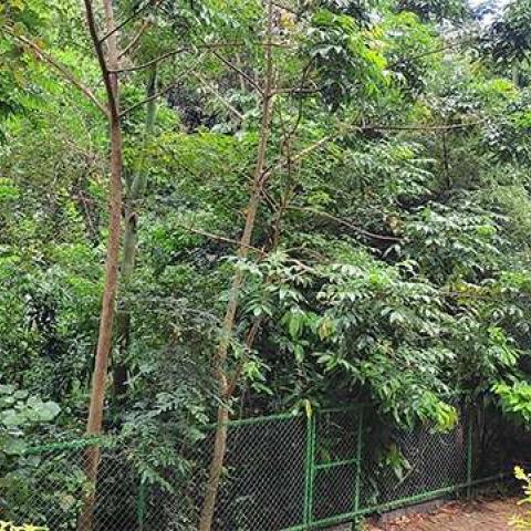 Forest after 2 years and 10 months