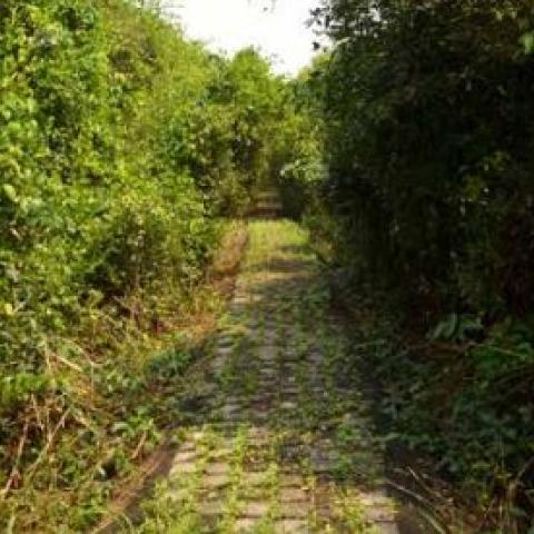 First large-scale mangrove plantation at Pirojshanagar, Vikhroli, Mumbai