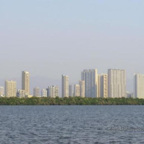 The picture shows mangrove vegetation in Thane Creek Flamingo Sanctuary