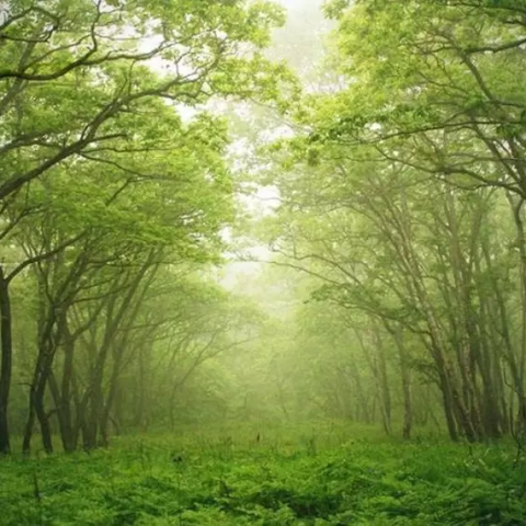 Rehabilitation of Changa Manga Forest Park