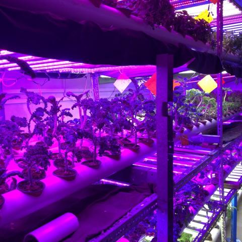 Pakistan First Vertical Farming