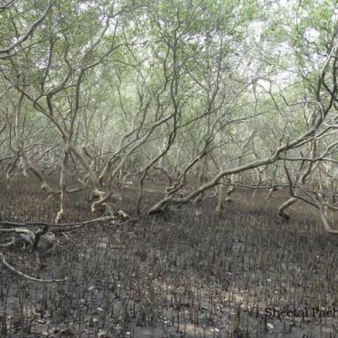 The image shows Avicennia marina dominant mangrove species in Thane Creek Flamingo Sanctuary
