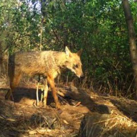 Wildlife capture at Godrej mangroves