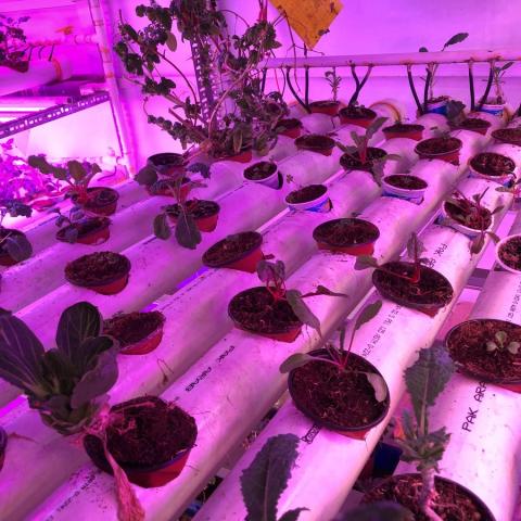 Pakistan First Vertical Farming