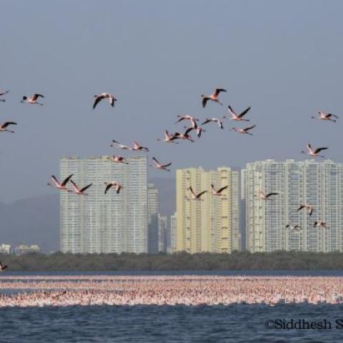 Image of Flamingos at Thane Creek Flamingo Sanctuary