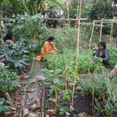 Community Gardening - People of all ages and experiences from the city get together to nurture the gorgeous greenery every Saturday 