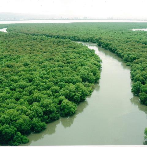Aerial View of Godrej Mangroves