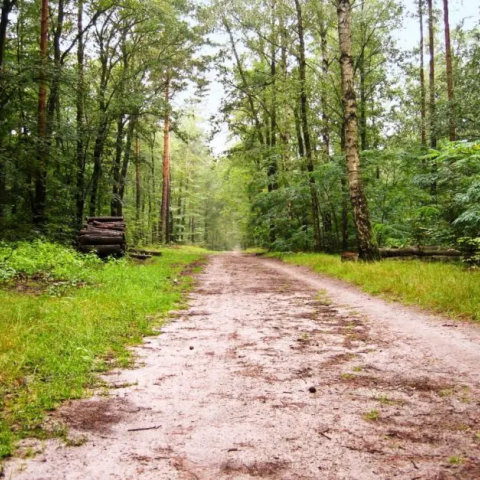 Rehabilitation of Changa Manga Forest Park