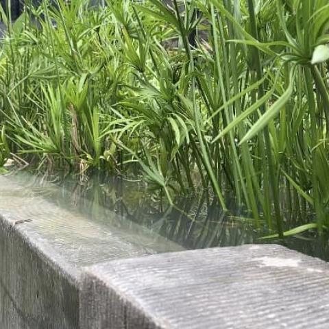 Council of Engineers Thailand - Bio-filtration 