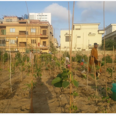 The Urban Forest, Clifton.