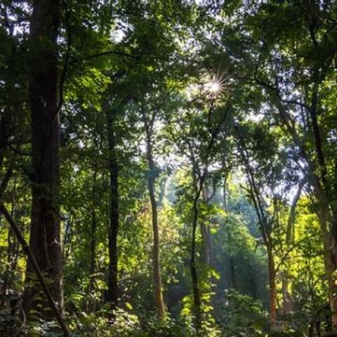 Mini Forest by Tree Plantations