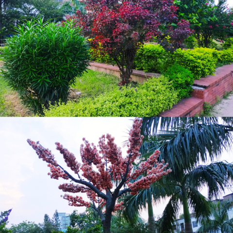 URBAN GREENING ACTIONS