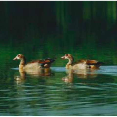 Biodiversity in the Putrajaya Wetland (1)