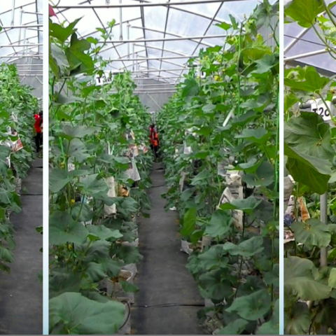 Community gardens in Putrajaya