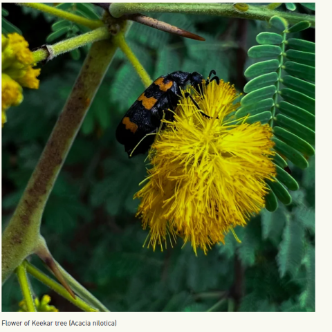 The Urban Forest, Clifton.