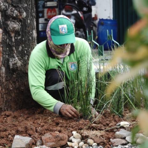Bioswale Plantation in the project area