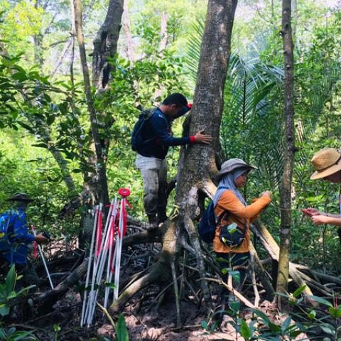 Inventory works by arborist@Mangrove Point