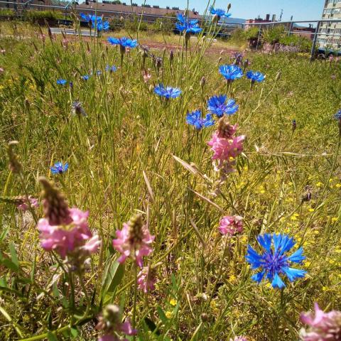 Spring on the green roof - Centaurea cyanus, Onobrychis viciifolia