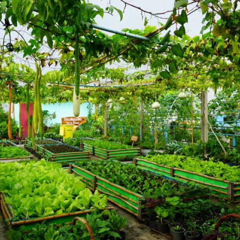Bangkok City Farm - Roof garden