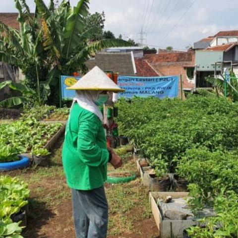 Urbang Farming (RW09 Kelurahan Tlogomas)