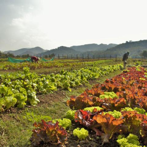 Living Land Farm - organic vegetable garden