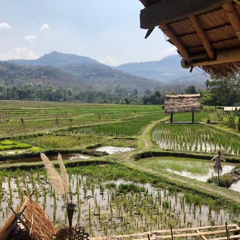 Living Land Farm - rice paddies