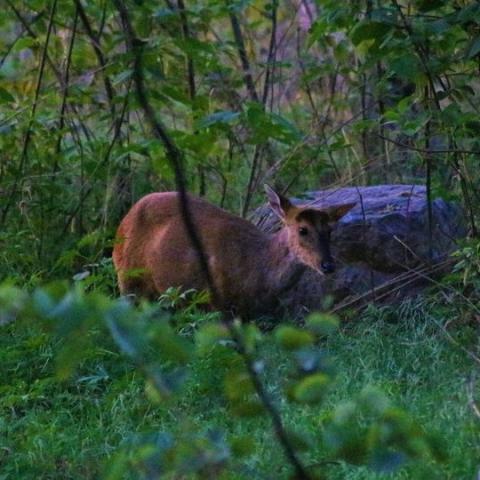 Barking Dear in Margalla Hills Trail 5