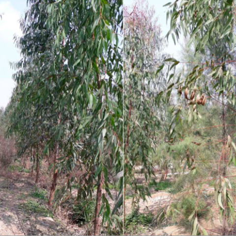 Forest rehabilitation