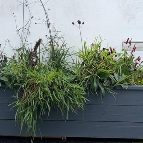 Flourishing Rain Garden