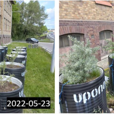 Two images of the bioretention filters at different times. Both picture show a collection of barrels with plants growing in them. In the second image which is taken about three months after the first, the plants have grown. 