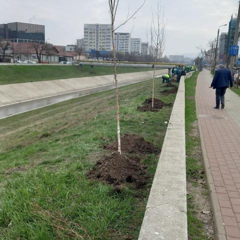 Planted trees in the Bahlui river bed 