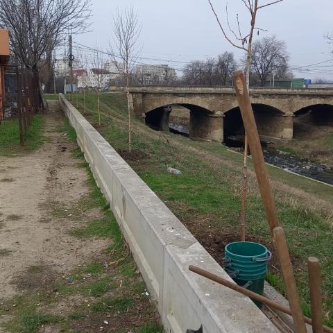 Planted trees in the Bahlui river bed 