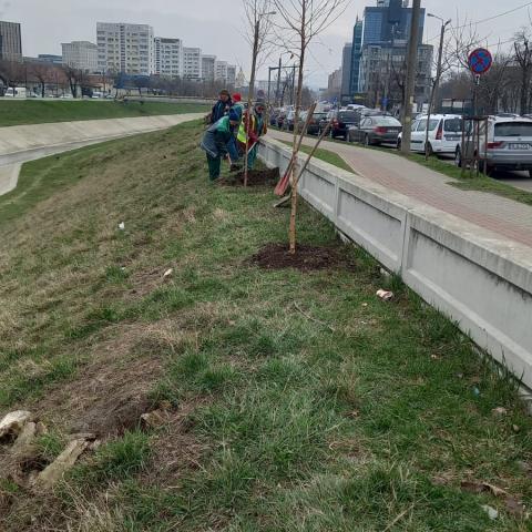 Planted trees in the Bahlui river bed 