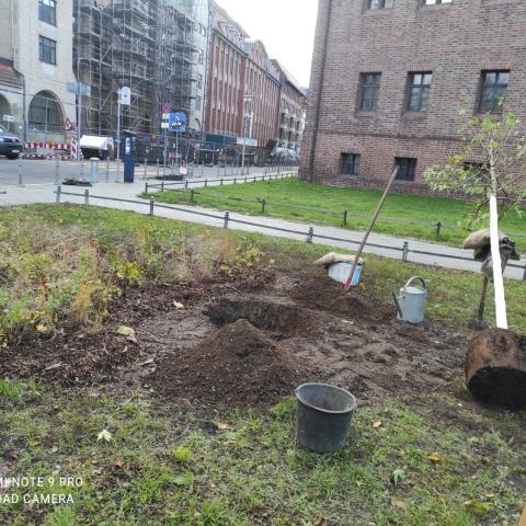 Planting new trees in a Berlin neighbourhood