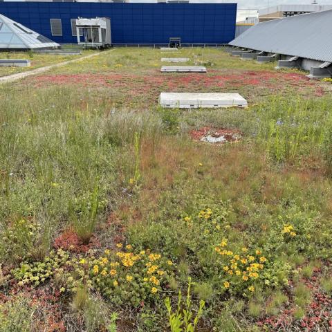Late spring on the green roof