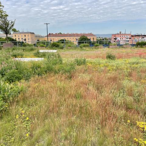 Late spring on the green roof