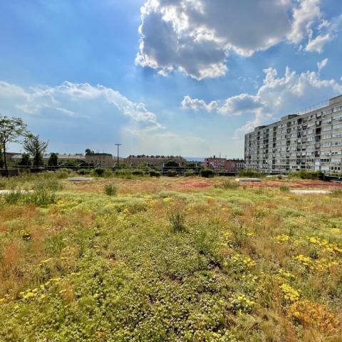 Late spring on the green roof