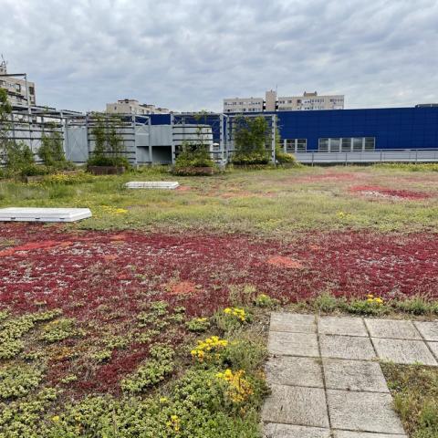 Late spring on the green roof