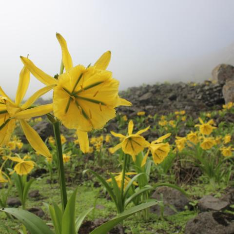Flowers and plants in a Loma of Lima