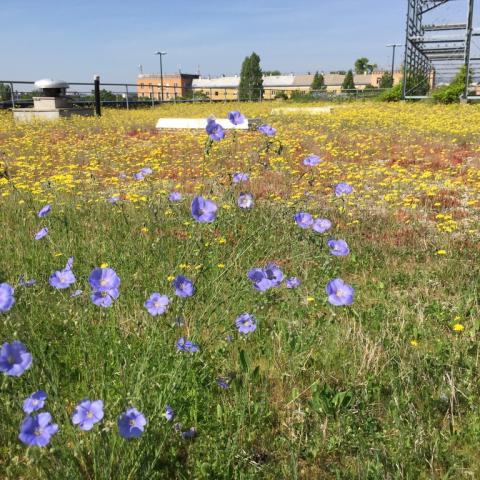 Late spring on the green roof - Linum perenne